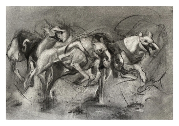 galgos